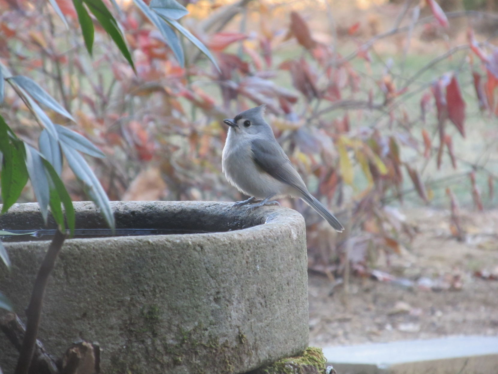 m19 backyard fun tufted titmouse.JPG